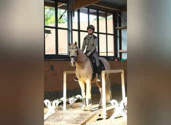 Poni alemán, Caballo castrado, 6 años, 153 cm, Palomino