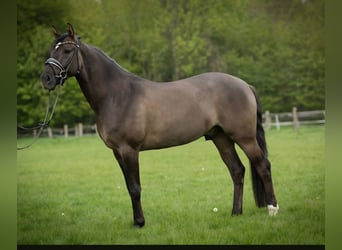 Poni alemán, Caballo castrado, 6 años, 154 cm