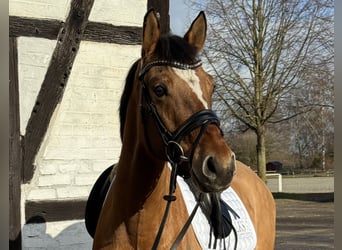 Poni alemán, Caballo castrado, 6 años, 154 cm, Castaño