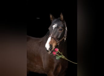 Poni alemán, Caballo castrado, 6 años, 154 cm, Castaño
