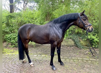Poni alemán, Caballo castrado, 6 años, 154 cm, Castaño oscuro