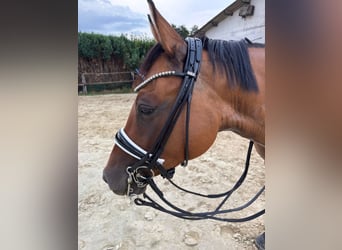 Poni alemán, Caballo castrado, 6 años, 155 cm, Bayo