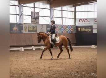 Poni alemán, Caballo castrado, 6 años, 155 cm, Bayo