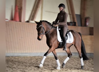 Poni alemán, Caballo castrado, 6 años, 155 cm, Castaño