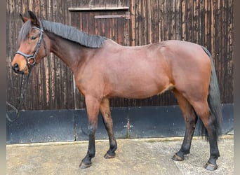 Poni alemán, Caballo castrado, 6 años, 155 cm, Castaño