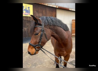 Poni alemán, Caballo castrado, 6 años, 155 cm, Castaño