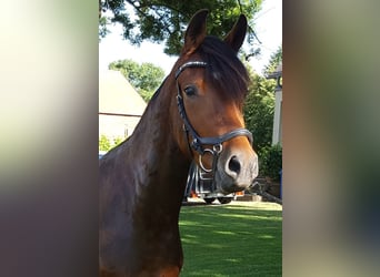 Poni alemán, Caballo castrado, 6 años, 155 cm, Castaño