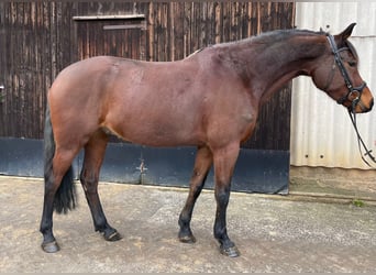 Poni alemán, Caballo castrado, 6 años, 155 cm, Castaño