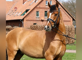 Poni alemán, Caballo castrado, 6 años, 157 cm, Bayo