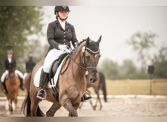 Poni alemán, Caballo castrado, 6 años, 158 cm, Ruano azulado