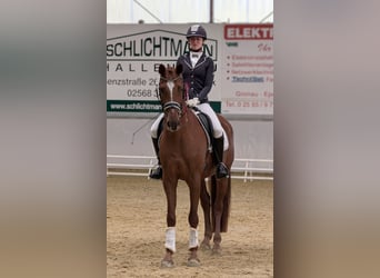 Poni alemán, Caballo castrado, 6 años, 161 cm, Alazán