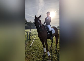 Poni alemán, Caballo castrado, 6 años, 161 cm, Alazán