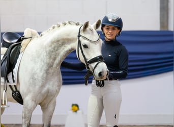 Poni alemán, Caballo castrado, 7 años, 138 cm, Tordo