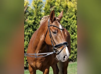 Poni alemán Mestizo, Caballo castrado, 7 años, 142 cm, Alazán
