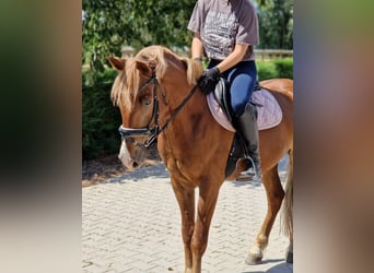 Poni alemán Mestizo, Caballo castrado, 7 años, 142 cm, Alazán