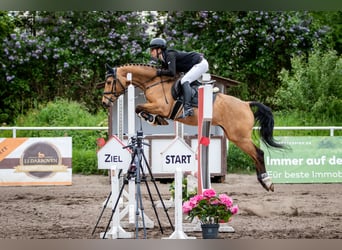 Poni alemán, Caballo castrado, 7 años, 143 cm, Buckskin/Bayo