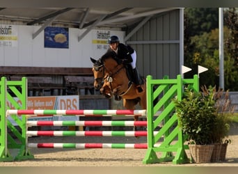 Poni alemán, Caballo castrado, 7 años, 143 cm, Buckskin/Bayo