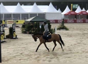 Poni alemán, Caballo castrado, 7 años, 143 cm, Buckskin/Bayo