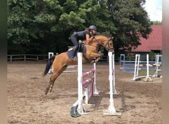 Poni alemán, Caballo castrado, 7 años, 143 cm, Buckskin/Bayo