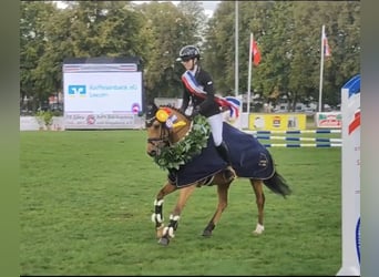 Poni alemán, Caballo castrado, 7 años, 143 cm, Buckskin/Bayo