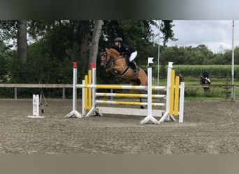 Poni alemán, Caballo castrado, 7 años, 143 cm, Buckskin/Bayo