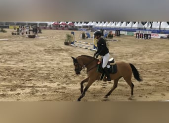 Poni alemán, Caballo castrado, 7 años, 143 cm, Buckskin/Bayo