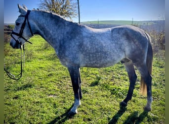 Poni alemán Mestizo, Caballo castrado, 7 años, 143 cm, Tordo