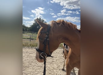 Poni alemán, Caballo castrado, 7 años, 145 cm, Alazán