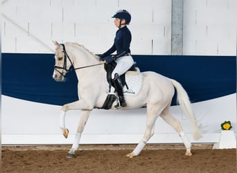 Poni alemán, Caballo castrado, 7 años, 145 cm, Palomino