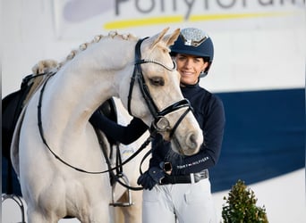 Poni alemán, Caballo castrado, 7 años, 145 cm, Palomino