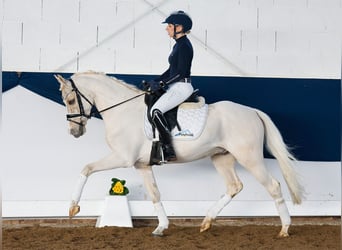 Poni alemán, Caballo castrado, 7 años, 145 cm, Palomino