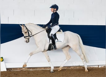 Poni alemán, Caballo castrado, 7 años, 145 cm, Palomino