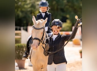 Poni alemán, Caballo castrado, 7 años, 146 cm, Cremello