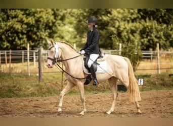 Poni alemán, Caballo castrado, 7 años, 146 cm, Cremello