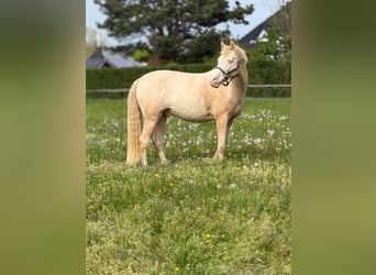 Poni alemán, Caballo castrado, 7 años, 146 cm, Cremello