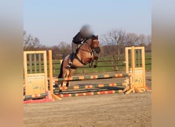 Poni alemán, Caballo castrado, 7 años, 147 cm, Castaño-ruano