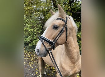 Poni alemán, Caballo castrado, 7 años, 147 cm, Palomino