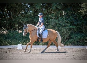 Poni alemán, Caballo castrado, 7 años, 147 cm, Palomino