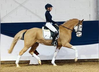 Poni alemán, Caballo castrado, 7 años, 148 cm, Alazán