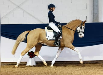 Poni alemán, Caballo castrado, 7 años, 148 cm, Alazán