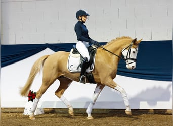 Poni alemán, Caballo castrado, 7 años, 148 cm, Alazán