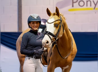 Poni alemán, Caballo castrado, 7 años, 148 cm, Alazán