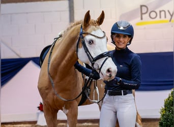 Poni alemán, Caballo castrado, 7 años, 148 cm, Alazán