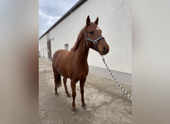 Poni alemán, Caballo castrado, 7 años, 148 cm, Alazán