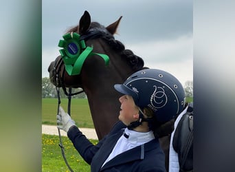 Poni alemán, Caballo castrado, 7 años, 148 cm, Alazán-tostado