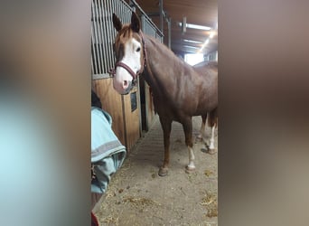 Poni alemán, Caballo castrado, 7 años, 148 cm, Alazán-tostado