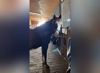 Poni alemán, Caballo castrado, 7 años, 148 cm, Alazán-tostado