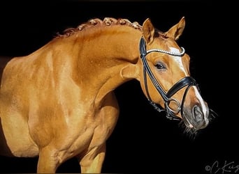 Poni alemán, Caballo castrado, 7 años, 148 cm, Bayo