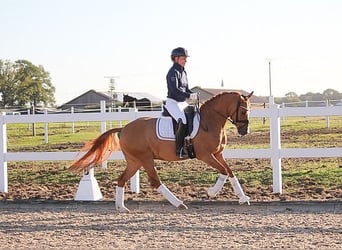 Poni alemán, Caballo castrado, 7 años, 148 cm, Bayo