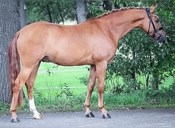 Poni alemán, Caballo castrado, 7 años, 148 cm, Bayo